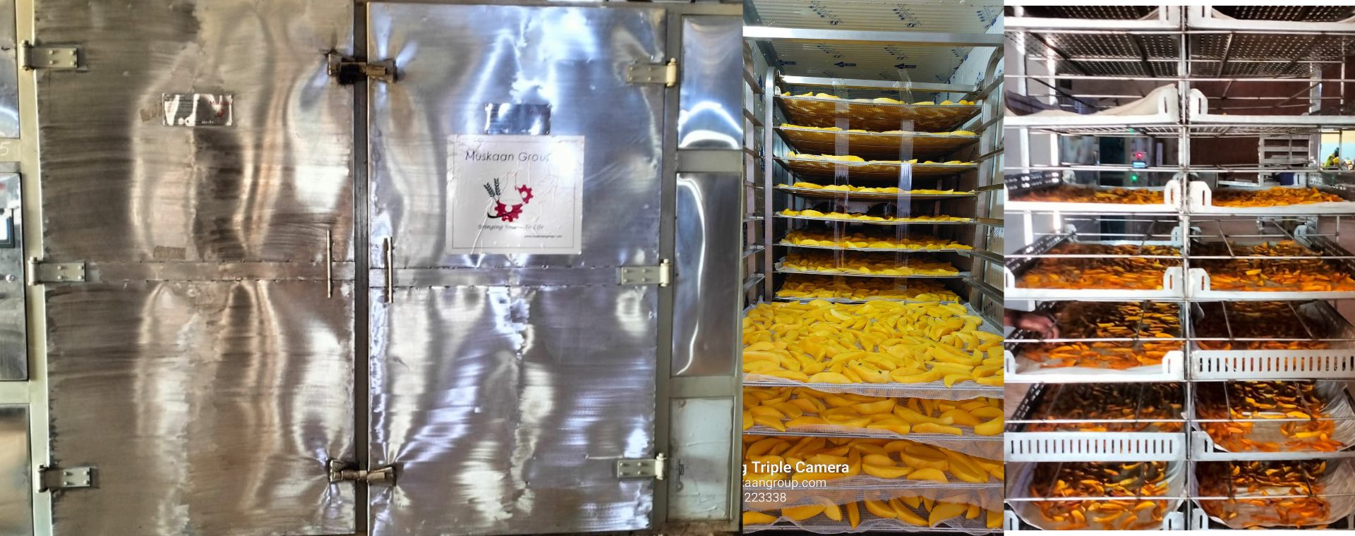 Mango Dryer Machines for Perfect Dried Mango mango dryer