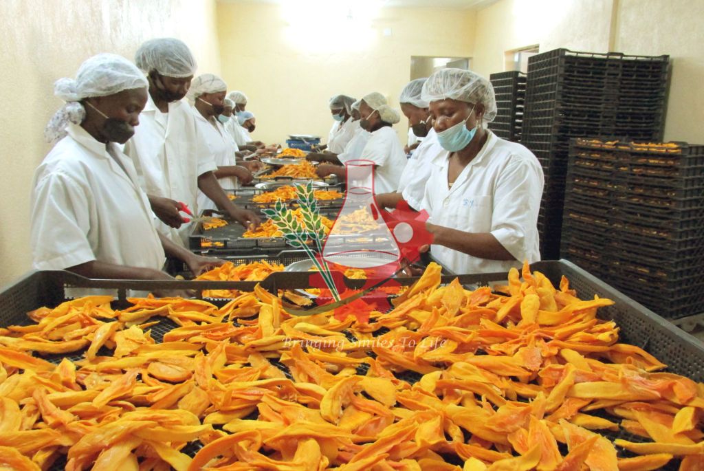 Mango Dryer Machines for Perfect Dried Mango dried mango
