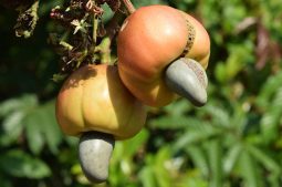 Cashew apple